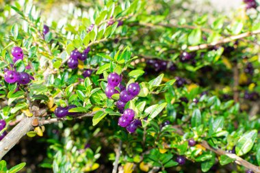 Evergreen Decorative Hedge Lonicera Pileata with Glossy Leaves, Box Leaved Honeysuckle or Privet Honeysuckle Purple Berries