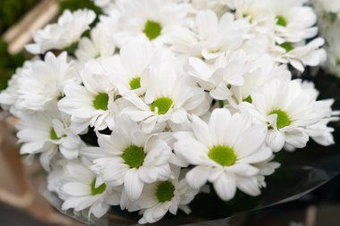 White Chrysanthemum Flower Closeup, Blurred November Bouquet, Macro Photo of White Autumn Flowers, Chrysanthemum with Selective Focus