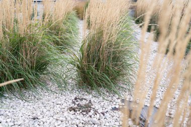 Blurred Pampas Grass Texture Background, Dry Soft Cortaderia Selloana, Swaying Fluffy, Autumn Pampas Grass Reed
