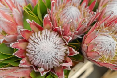 Exotic Red Protea Flower Closeup, Blurred Red Flowers Bouquet, Macro Photo of Orange Petals Blooming with Selective Focus