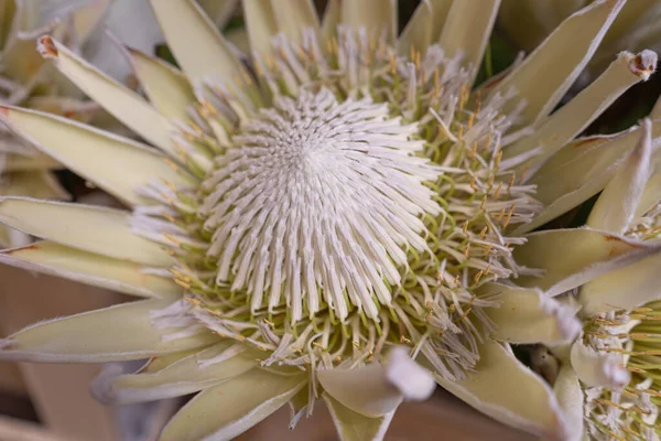 Exotic White Protea Flower Closeup, Blurred White Flowers Bouquet, Macro Photo of Orange Petals Blooming with Selective Focus