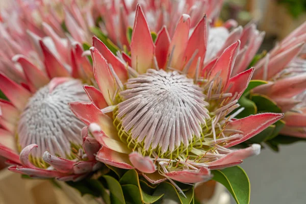 Exotic Red Protea Flower Closeup, Blurred Red Flowers Bouquet, Macro Photo of Orange Petals Blooming with Selective Focus