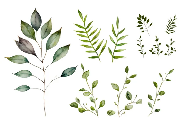 Aquarelgroen Bladeren Twigs Ikoon Aquarelgroen Aquarelgroen Geïsoleerde Plantenelementen Wit Vectorillustratie — Stockvector