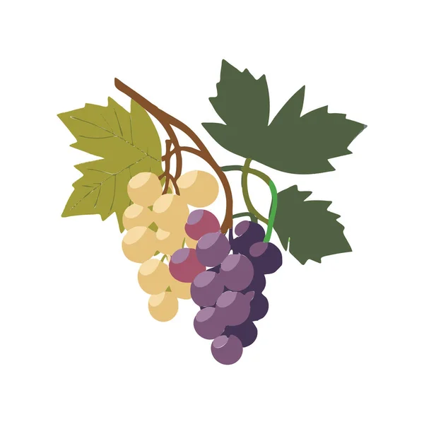 Üzüm Simgesi Üzüm Grafiği Şarap Meyve Sembolü Olgun Üzüm Paketi — Stok Vektör