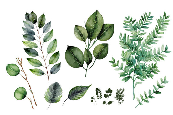 Watercolor Green Leaves and Twigs Icon, Watercolour Eucalyptus Branches, Aquarel Greenery, Plant Elements Isolated on White, Vector Illustration