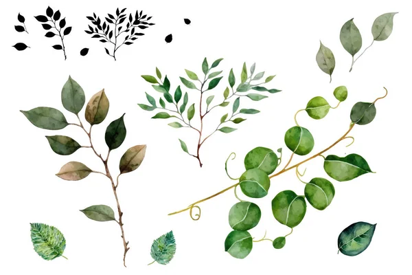 水彩绿叶及枝条图标 水彩画分枝 水彩绿 白色植物元素 病媒图解 — 图库矢量图片