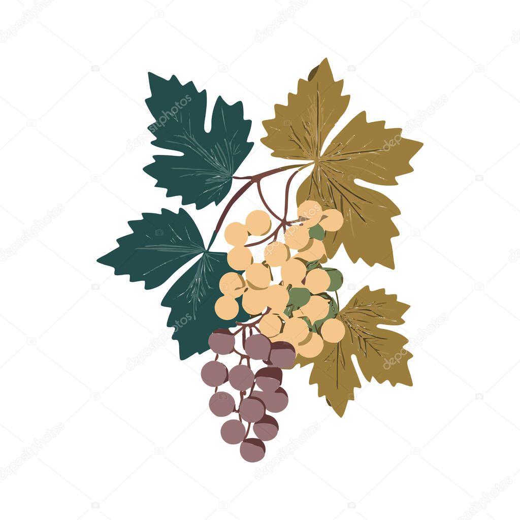 Grape Icon, Grapevine Pictogram, Wine Fruit Symbol, Ripe Grape Bunch Logo, Vector Illustration, White Background