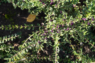 Evergreen Decorative Hedge Lonicera Pileata with Glossy Leaves, Box Leaved Honeysuckle or Privet Honeysuckle Purple Berries