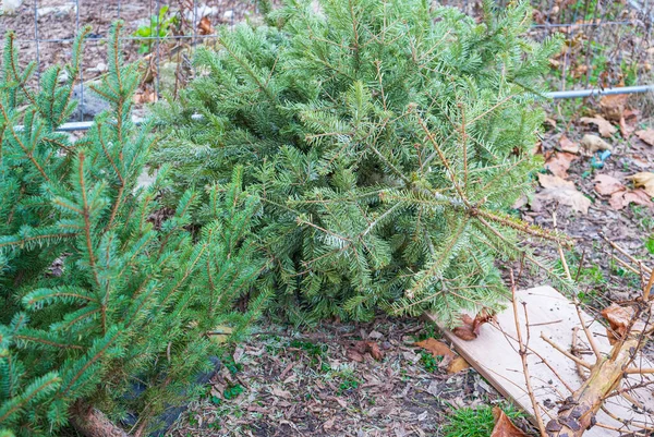 Discarded Christmas Tree Dry Old Fir Collect Xmas Garbage Recycled — 스톡 사진