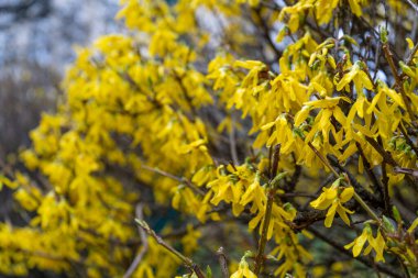 Forsythia Çiçekleri 'nin Macro Fotoğrafı, Mavi Gökyüzü Arkaplanındaki Sarı Çiçekli Doku, Çiçekli Forsythia, Seçici Odaklı Doodoo Dağı Bush