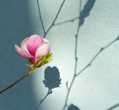 Çiçekli Magnolia Soulangiana, Seçici Odaklı Bahar Pembe Çiçekleri, Manolya Çiçeği Kapanışı