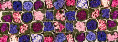 Many African Violets Top View, Blurred White Flowers Bouquet, Macro Photo of Violet Petals Blooming with Selective Focus