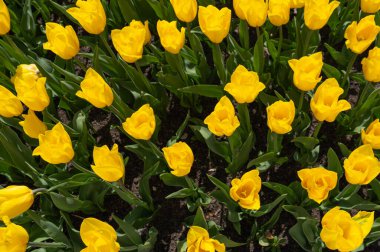 Sarı laleler, Bahar Lale Çiçekleri, Çiçekler, Güneşli Altın Lale Yaprakları ve Buds