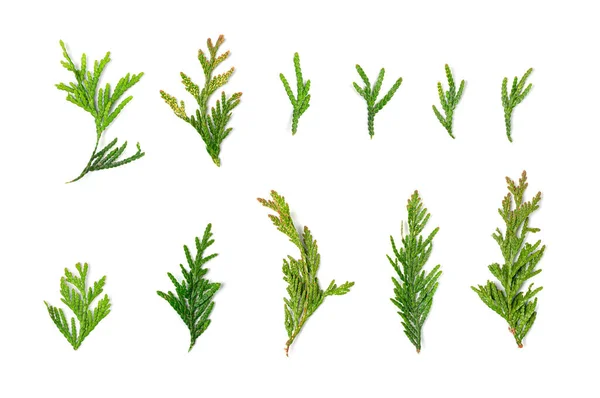 Cypřišové Větvičky Izolované Cupressusův List Arborvitae Větvička Thuya Sprig Thuja — Stock fotografie