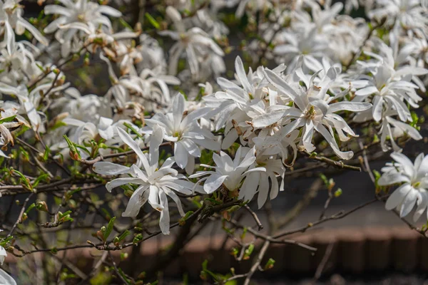 Floraison Magnolia Stellata Fleurs Blanches Printanières Kobus Avec Foyer Sélectif — Photo