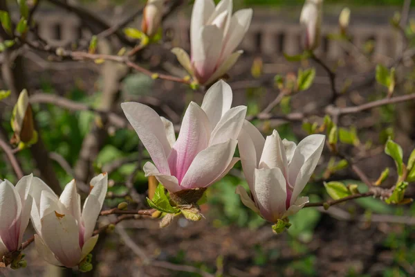 Floraison Magnolia Soulangiana Fleurs Rose Printemps Avec Une Mise Point — Photo