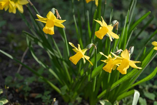 Nárcisz Virágok Szoros Sárga Nárcisz Korai Tavaszi Virágok Szelektív Fókusz — Stock Fotó