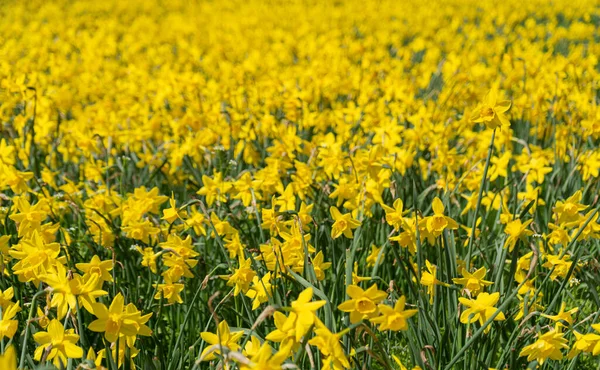 Sok Nárcisz Virágok Sárga Nárcisz Mező Korai Tavaszi Virágok Város — Stock Fotó