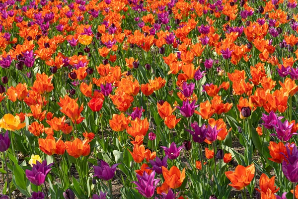 Red Tulips Outdoor Spring Tulipa Flowers Green Pink Violet Flowerbed — Stock Photo, Image