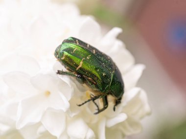 Leylak Çiçeği Dalında Parlak Yeşil Böcek Kapanışı, Bahar Çiçeği Çalı Macro Fotoğrafı, Beyaz Leylak Çiçekleri