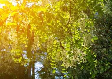 Beyaz Akasya Çiçekleri, Çiçek açan Robinia Pseudoacia, Sahte Akasya veya Siyah Çekirge Ağacı Çiçekleri