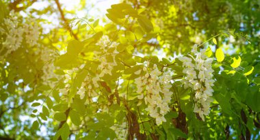 Beyaz Akasya Çiçekleri, Çiçek açan Robinia Pseudoacia, Sahte Akasya veya Siyah Çekirge Ağacı Çiçekleri