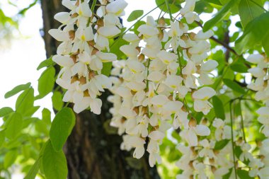 Beyaz Akasya Çiçekleri, Çiçek açan Robinia Pseudoacia, Sahte Akasya veya Siyah Çekirge Ağacı Çiçekleri