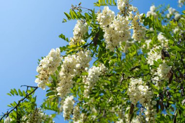 Beyaz Akasya Çiçekleri, Çiçek açan Robinia Pseudoacia, Sahte Akasya veya Siyah Çekirge Ağacı Çiçekleri