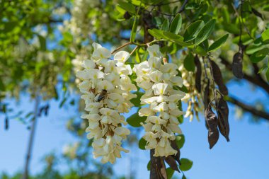 Beyaz Akasya Çiçekleri, Çiçek açan Robinia Pseudoacia, Sahte Akasya veya Siyah Çekirge Ağacı Çiçekleri