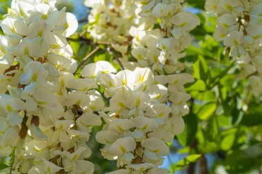 Beyaz Akasya Çiçekleri, Çiçek açan Robinia Pseudoacia, Sahte Akasya veya Siyah Çekirge Ağacı Çiçekleri