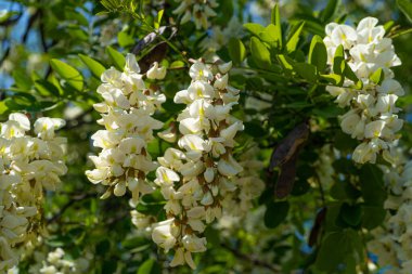 Beyaz Akasya Çiçekleri, Çiçek açan Robinia Pseudoacia, Sahte Akasya veya Siyah Çekirge Ağacı Çiçekleri