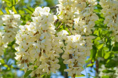 Beyaz Akasya Çiçekleri, Çiçek açan Robinia Pseudoacia, Sahte Akasya veya Siyah Çekirge Ağacı Çiçekleri