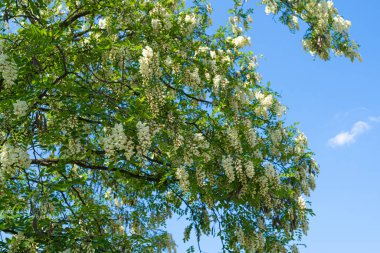 Beyaz Akasya Çiçekleri, Çiçek açan Robinia Pseudoacia, Sahte Akasya veya Siyah Çekirge Ağacı Çiçekleri