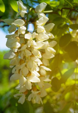 Beyaz Akasya Çiçekleri, Çiçek açan Robinia Pseudoacia, Sahte Akasya veya Siyah Çekirge Ağacı Çiçekleri