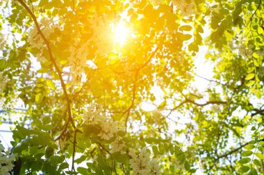 Beyaz Akasya Çiçekleri, Çiçek açan Robinia Pseudoacia, Sahte Akasya veya Siyah Çekirge Ağacı Çiçekleri