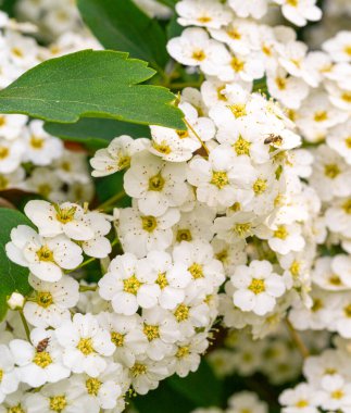 Birçok Küçük Çiçek Kapanışı, Beyaz Çiçek Makro Fotoğrafı, Detaylı Çiçek Paketleri ve Bulanık Arkaplanı Stamens, Seçici Odaklanma