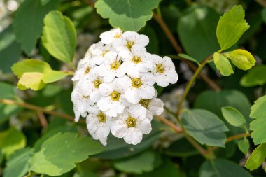 Birçok Küçük Çiçek Kapanışı, Beyaz Çiçek Makro Fotoğrafı, Detaylı Çiçek Paketleri ve Bulanık Arkaplanı Stamens, Seçici Odaklanma