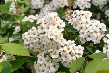 Birçok Küçük Çiçek Kapanışı, Beyaz Çiçek Makro Fotoğrafı, Detaylı Çiçek Paketleri ve Bulanık Arkaplanı Stamens, Seçici Odaklanma