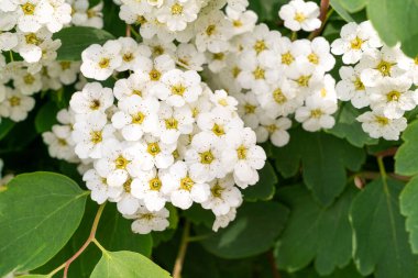 Birçok Küçük Çiçek Kapanışı, Beyaz Çiçek Makro Fotoğrafı, Detaylı Çiçek Paketleri ve Bulanık Arkaplanı Stamens, Seçici Odaklanma