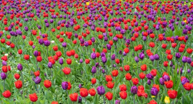 Kırmızı Menekşe laleler, Bahar Tulipa Çiçekleri, Yeşil Kızıl Çiçek Yatağı, Renkli Lale Yaprakları ve Buds
