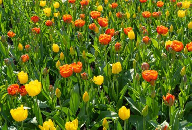 Kırmızı Sarı laleler, Bahar Tulipa Çiçekleri, Yeşil Kırmızı Çiçek Yatağı, Renkli Lale Yaprakları ve Buds