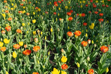 Kırmızı Sarı laleler, Bahar Tulipa Çiçekleri, Yeşil Kırmızı Çiçek Yatağı, Renkli Lale Yaprakları ve Buds