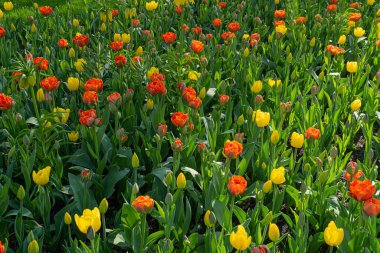 Kırmızı Sarı laleler, Bahar Tulipa Çiçekleri, Yeşil Kırmızı Çiçek Yatağı, Renkli Lale Yaprakları ve Buds
