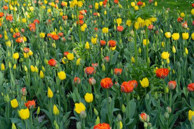 Kırmızı Sarı laleler, Bahar Tulipa Çiçekleri, Yeşil Kırmızı Çiçek Yatağı, Renkli Lale Yaprakları ve Buds