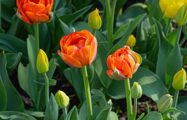 Kırmızı Sarı laleler, Bahar Tulipa Çiçekleri, Yeşil Kırmızı Çiçek Yatağı, Renkli Lale Yaprakları ve Buds