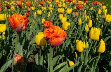 Kırmızı Sarı laleler, Bahar Tulipa Çiçekleri, Yeşil Kırmızı Çiçek Yatağı, Renkli Lale Yaprakları ve Buds