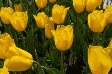 Sarı laleler, Bahar Lale Çiçekleri, Çiçekler, Güneşli Altın Lale Yaprakları ve Buds
