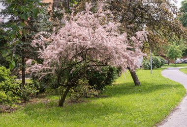 Tamarix Çiçekleri, Pembe Tamarisk Kapanışı, Çiçekli Ağaç Tuzu Sedir Ağacı, Taray Macro Fotoğrafı, Bulanık Arkaplan, Seçici Odak