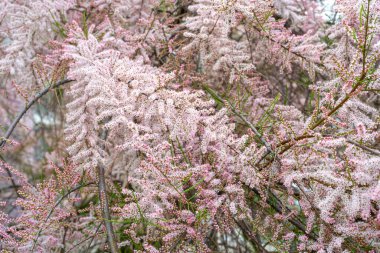 Tamarix Çiçekleri, Pembe Tamarisk Kapanışı, Çiçekli Ağaç Tuzu Sedir Ağacı, Taray Macro Fotoğrafı, Bulanık Arkaplan, Seçici Odak