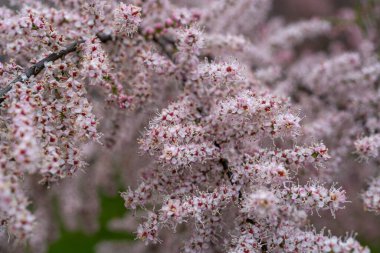 Tamarix Çiçekleri, Pembe Tamarisk Kapanışı, Çiçekli Ağaç Tuzu Sedir Ağacı, Taray Macro Fotoğrafı, Bulanık Arkaplan, Seçici Odak